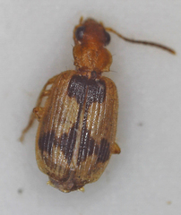 Lebia