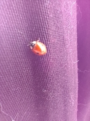 Adalia bipunctata