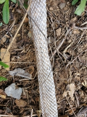 Hemorrhois hippocrepis