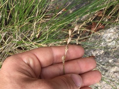 Carex silicea