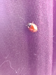 Adalia bipunctata