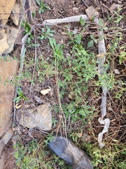 Hemorrhois hippocrepis