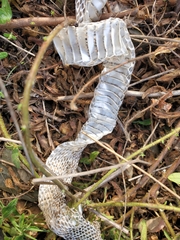 Hemorrhois hippocrepis