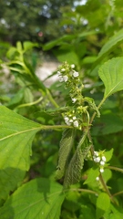 Perilla