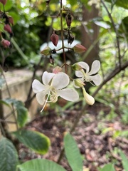 Clerodendrum laevifolium