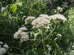 Austroeupatorium inulifolium