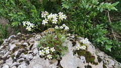 Saxifraga fragilis