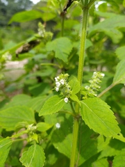 Perilla