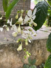 Clerodendrum laevifolium