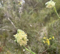 Pimelea octophylla