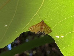 Eoophyla conjunctalis