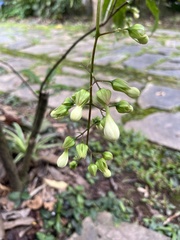 Clerodendrum laevifolium