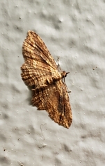 Chloroclystis filata