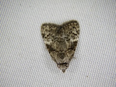 Meganola bryophilalis