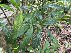 Clerodendrum laevifolium