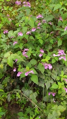 Impatiens textorii
