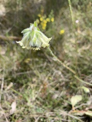 Pimelea octophylla