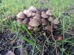 Parasola conopilea