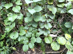 Aspidopterys tomentosa