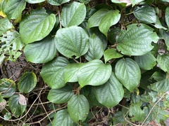 Aspidopterys tomentosa