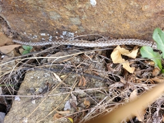 Hemorrhois hippocrepis