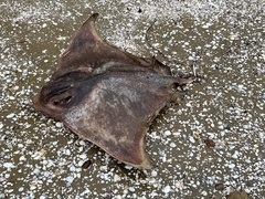 Myliobatis tenuicaudatus