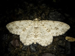 Ectropis crepuscularia