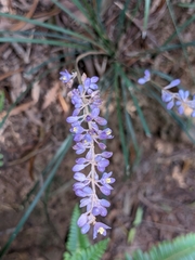 Liriope graminifolia