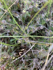 Xanthosia huegelii