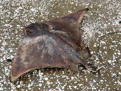 Myliobatis tenuicaudatus