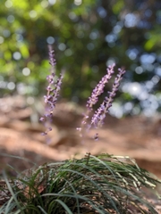 Liriope graminifolia