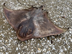 Myliobatis tenuicaudatus