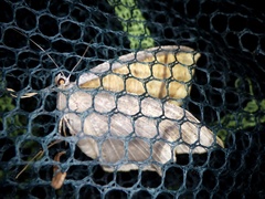 Thinopteryx crocoptera striolata