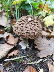 Rhacodium