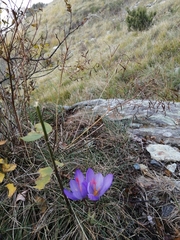 Crocus ligusticus