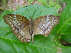 Bassarona teuta goodrichi
