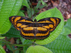 Athyma nefte subrata