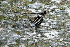 Limenitis sulpitia
