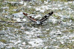Limenitis sulpitia