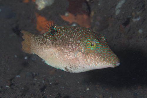 Compressed toby (Canthigaster compressa) — Tetraodontidae — 4