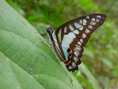 Graphium evemon
