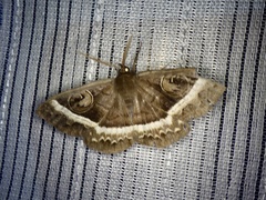 Metopta rectifasciata