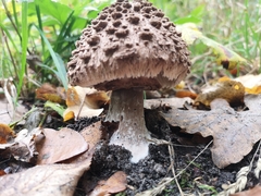 Rhacodium