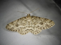 Ectropis crepuscularia