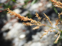 Agrostis stolonifera