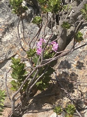 Pelargonium cucullatum