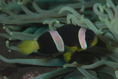 Amphiprion sebae