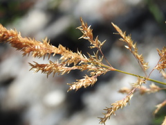 Agrostis stolonifera