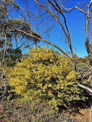 Acacia brachybotrya