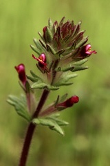Parentucellia latifolia